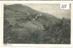 Pljesivica