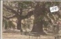 Trsteno