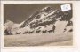 Jungfrau - Polarhunde